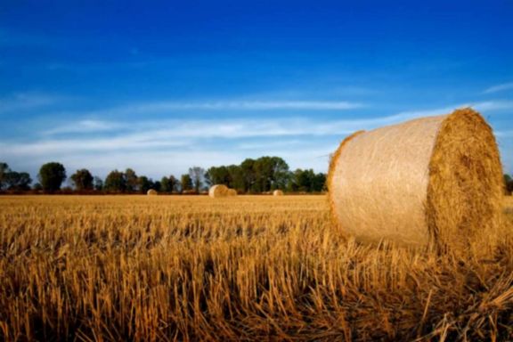 INDUSTRIA ALIMENTARA SI FURAJE